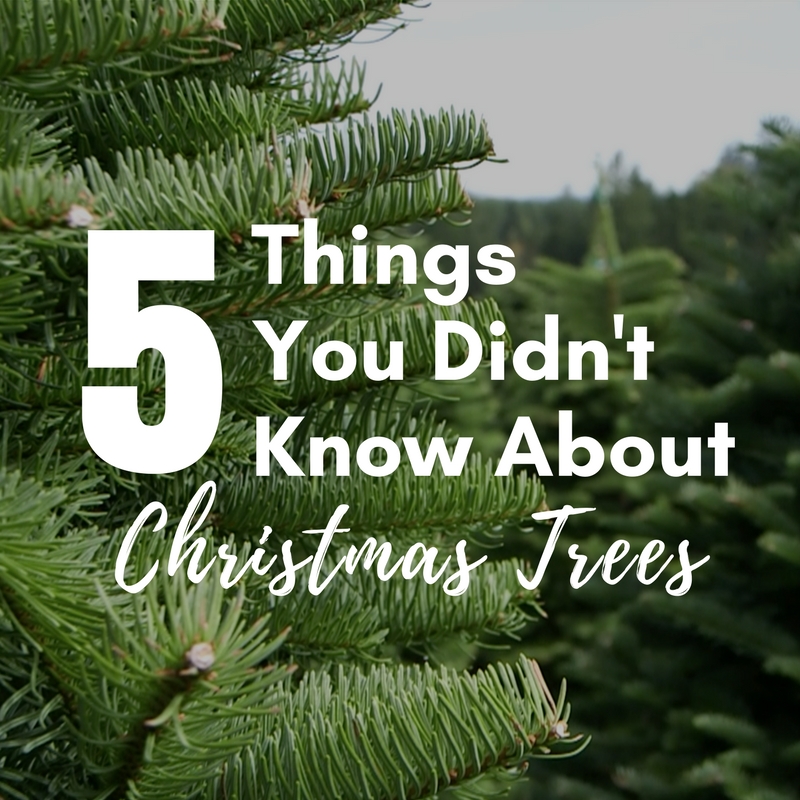 Star Nursery Blog 5 Things You Didn't Know About Real Christmas Trees