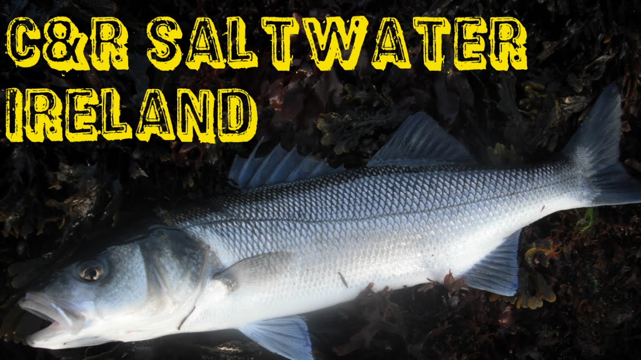 Catch & Release Saltwater Ireland
