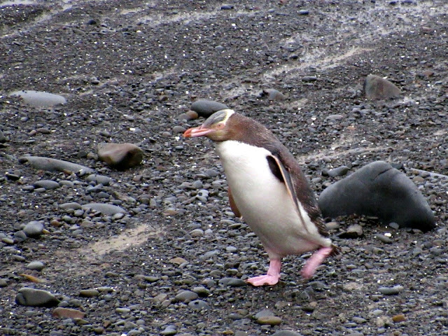 Pingüino de ojos amarillos volviendo cansando a su casa Pingüino de ojos amarillos
