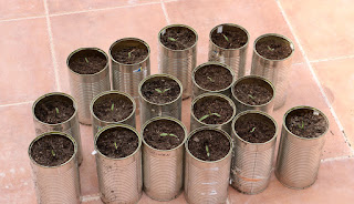 A large number of tomato seedlings A large number of tomato seedlings