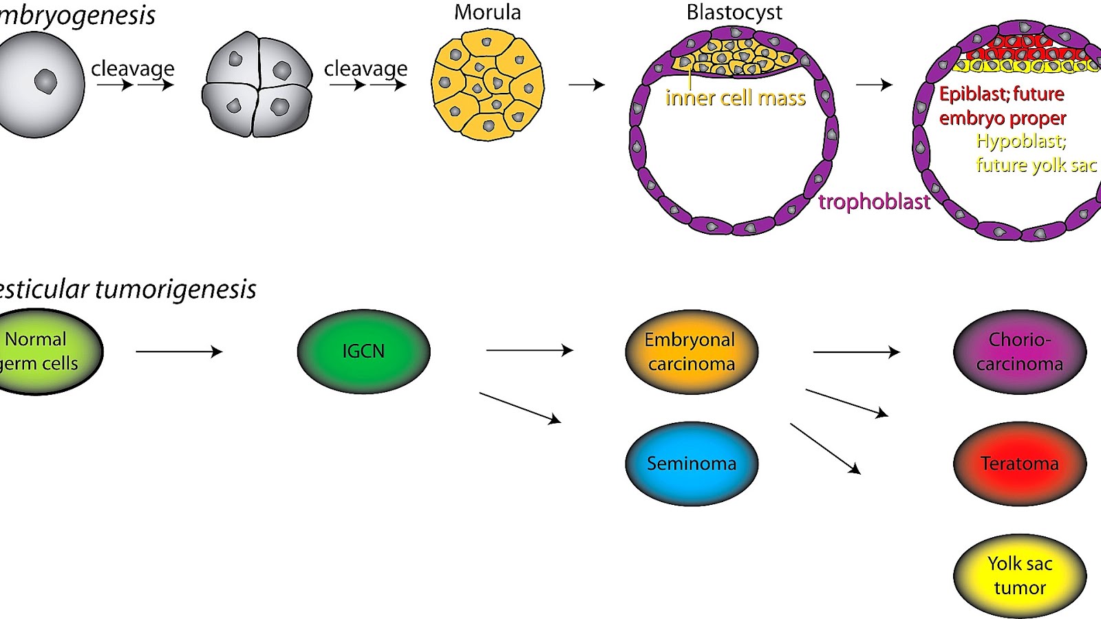 Testicular Cancer Effects Effect Choices