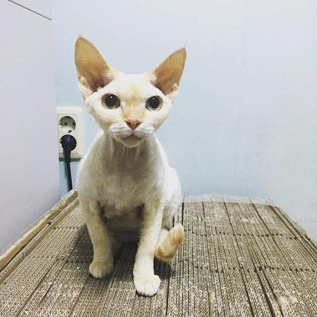 100 Gambar Kucing Imut-Imut Dan Lucu Untuk Wallpaper Hp 100 Gambar Kucing Imut-Imut Dan Lucu Untuk Wallpaper Hp