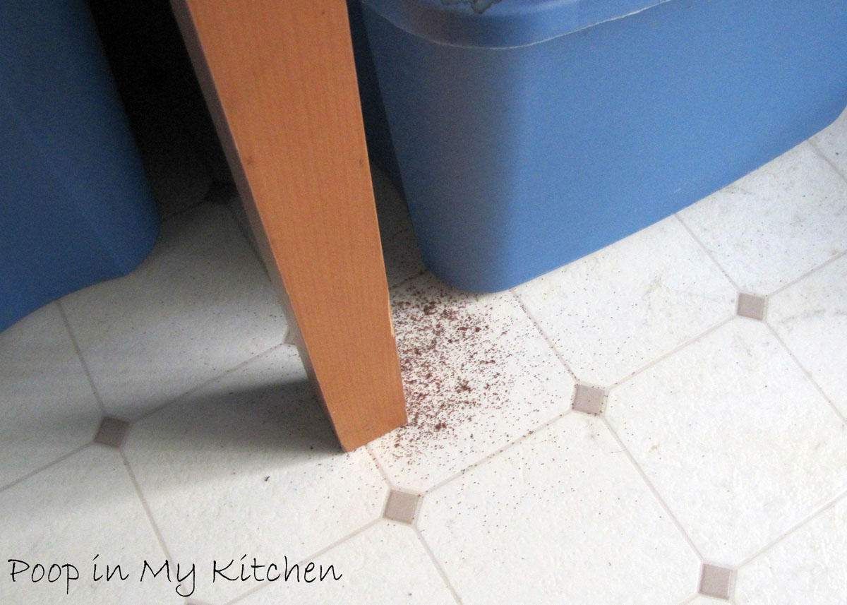 Poop in My Kitchen Mite Bloom