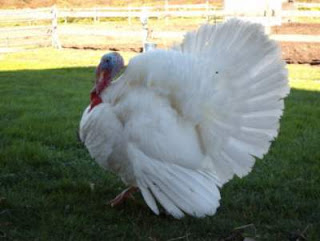 Kalkun White Holland Turkey