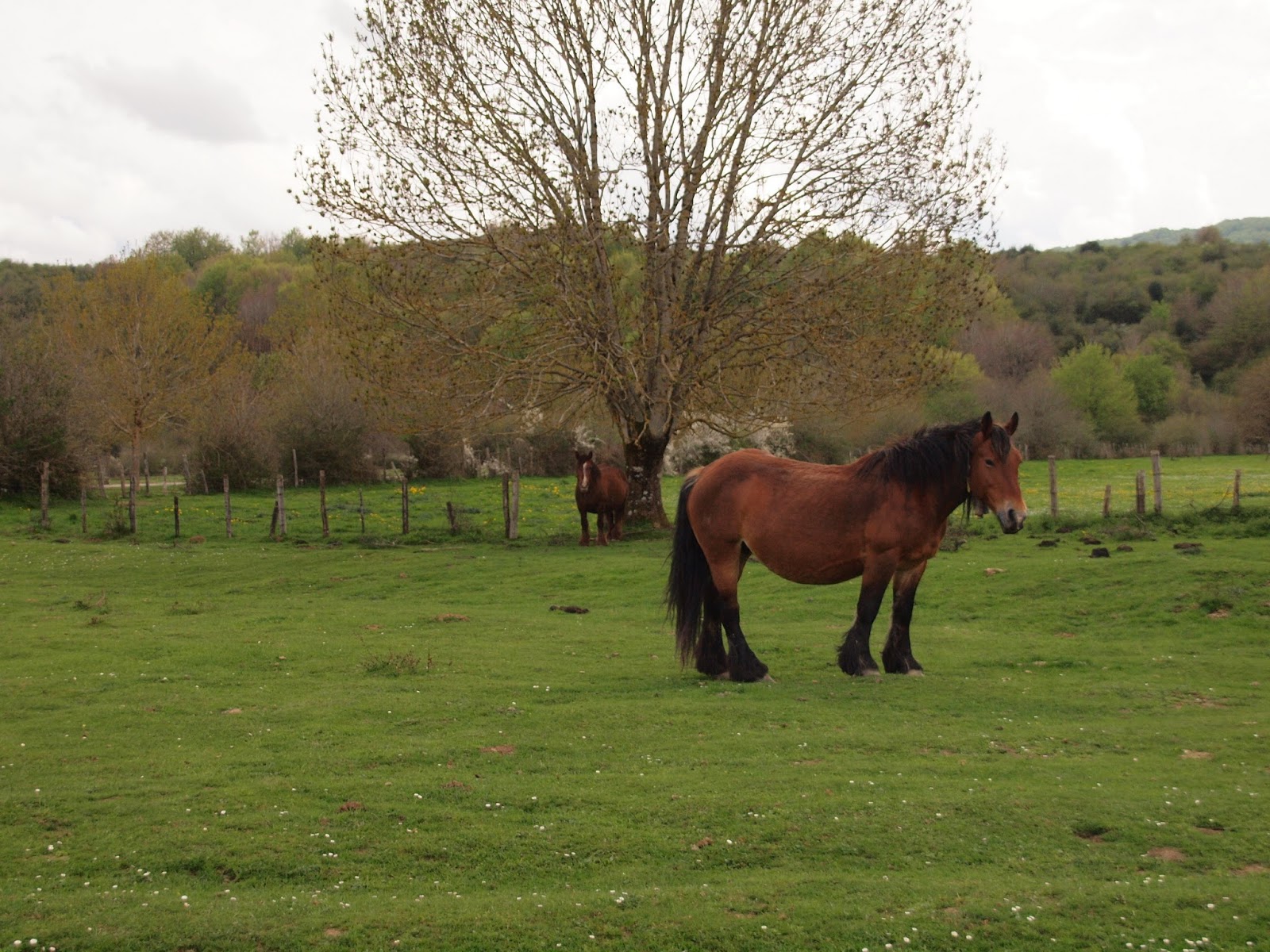 Una de Fotos CABALLOS DE BURGUETE.