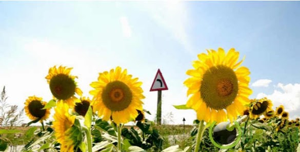 Bunga Embun Matahari / Gambar : air, alam, cabang, embun, menanam, matahari ... / Bunga, alam, flora, kuning taman, indah, bunga matahari, kelopak, bunga, alam, daun, tanaman, embun, titisan hujan, basah, gelap, bayangan.