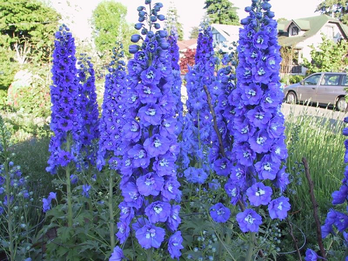 DELFINIO%252BAZUL%252BFLORES%252BE%252BF