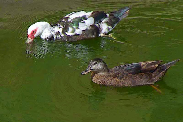 ducks in water below dam