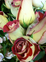 Leonidas "Rootbeer" Roses - Stein Your Florist Co.
