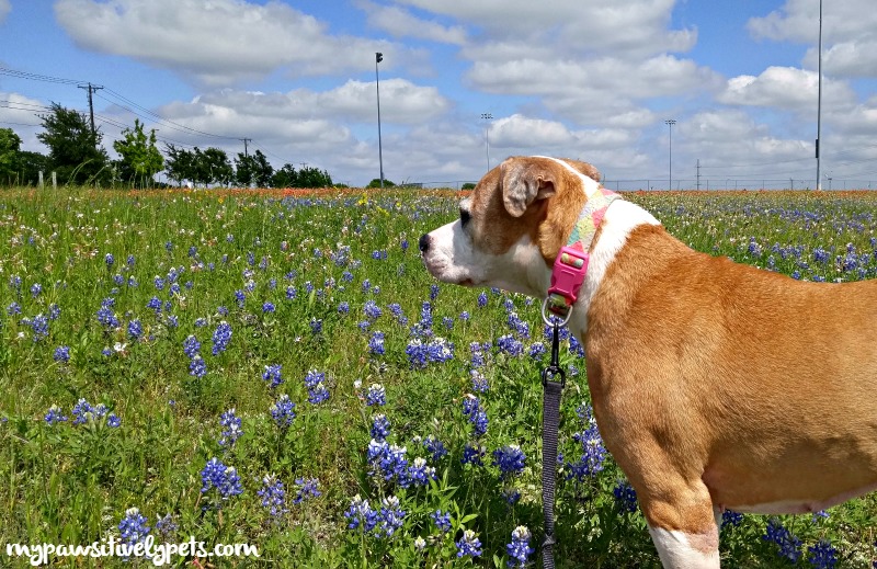 A Texas Tradition Pawsitively Pets