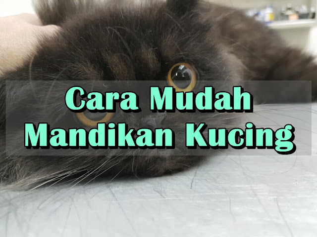 Cara Mudah Mandikan Kucing Cara Mudah Mandikan Kucing