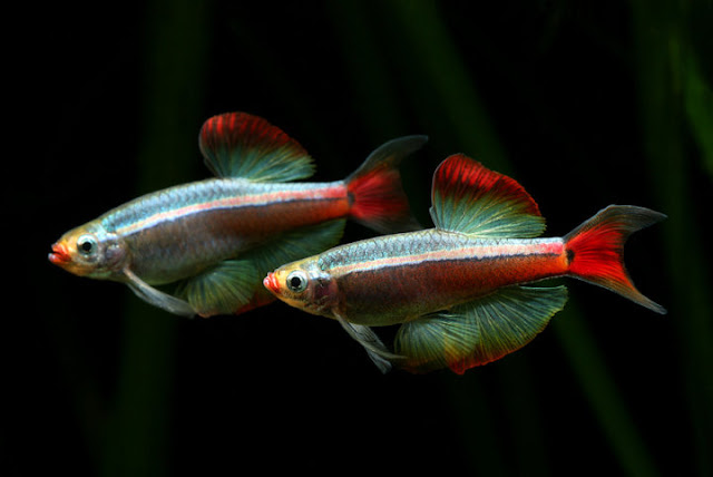 Aquascape White Cloud Mountain Minnows aquascape-white-cloud-mountain-minnows