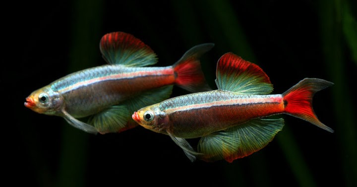 white-cloud-mountain-minnows.jpg