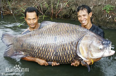 Cá Hô Khổng Lồ