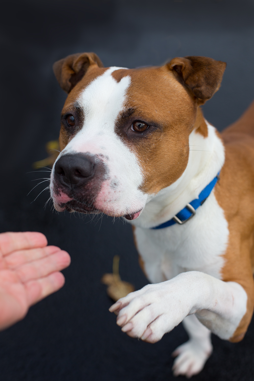 Are Pitbull Boxer Mix Good Dogs