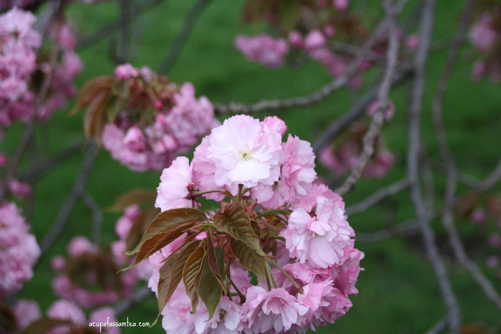 Hidden Gem Greenwood Cemetery for cherry blossom in the NYC