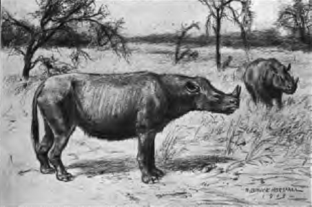 Perissodactyla prehistoricos Diceratherium