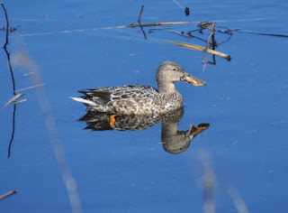 Shoveler Duck duck swimming in salt marsh waters