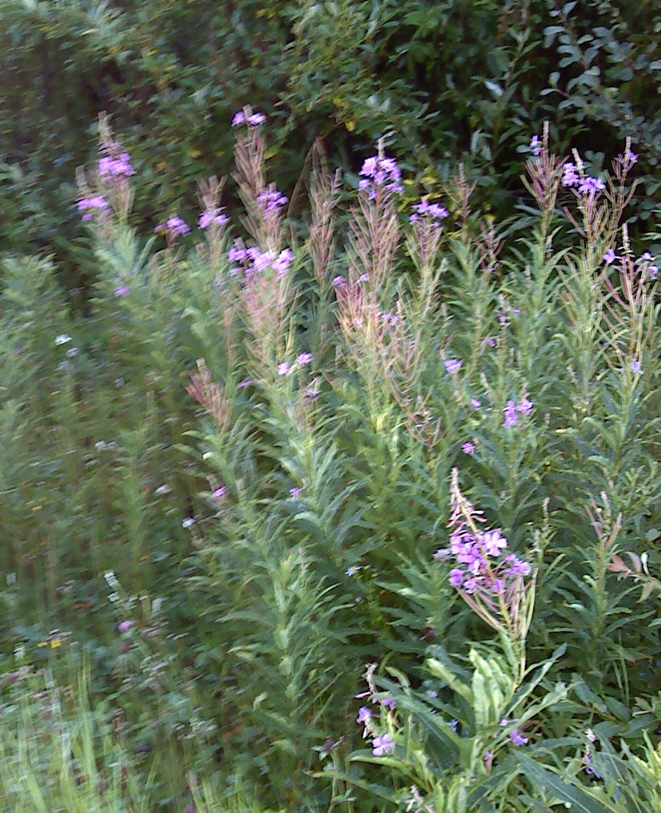 Fireweed essay 02 picture