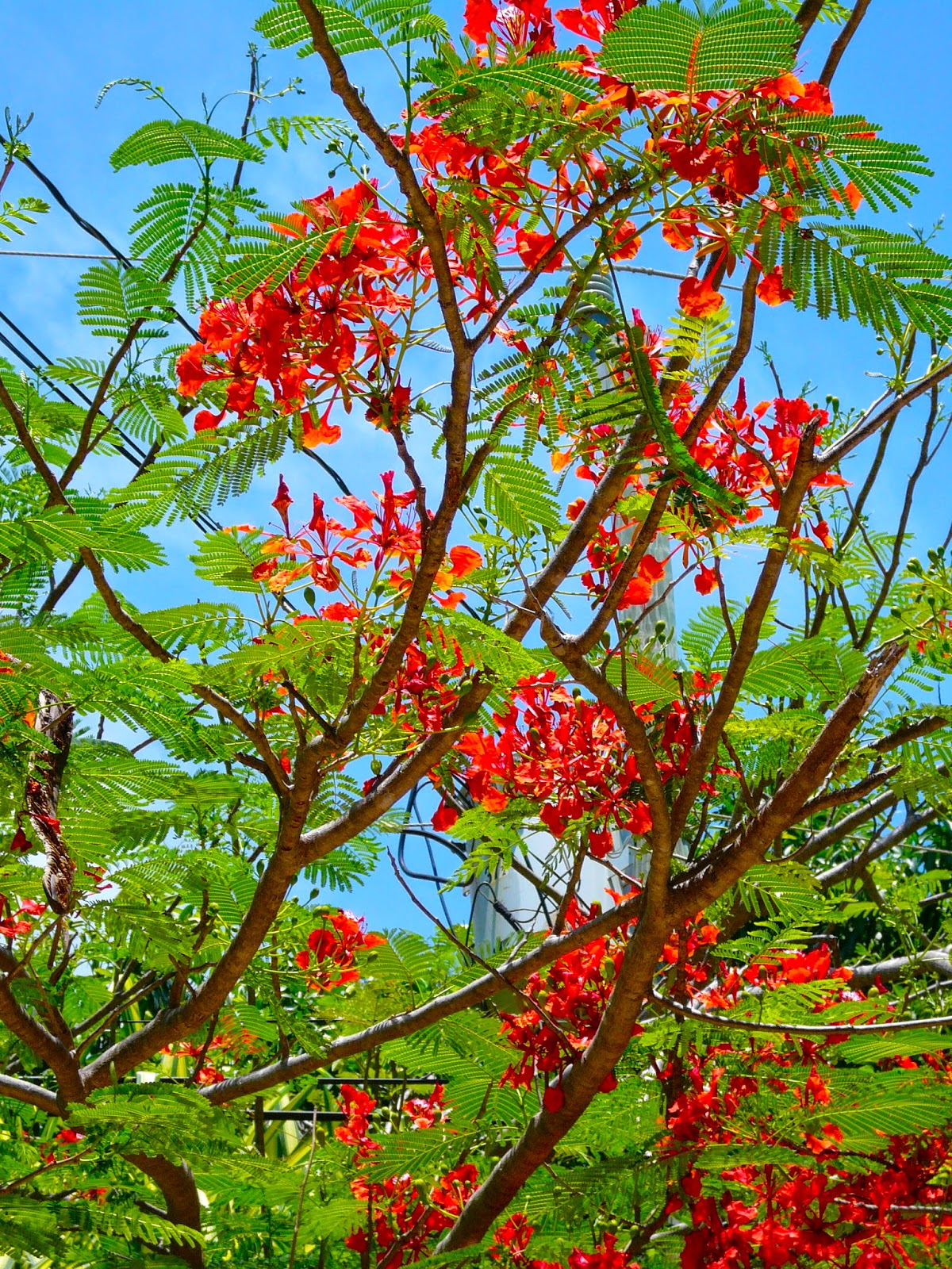 Tamarindo, Costa Rica Daily Photo Red flowers in the trees
