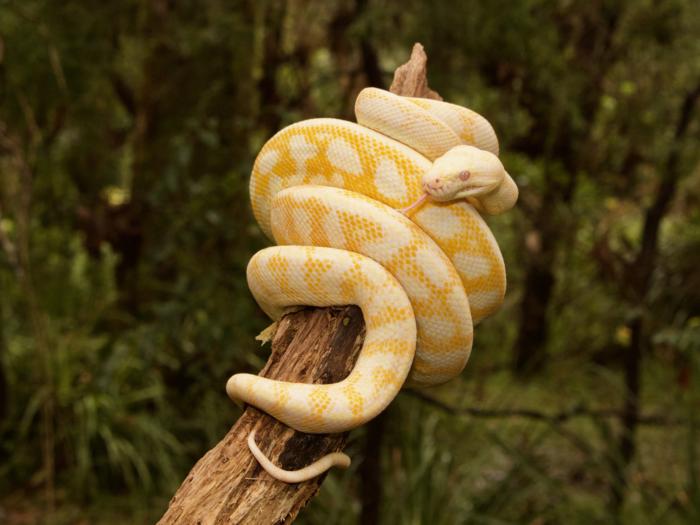 python-100763894-large.jpg