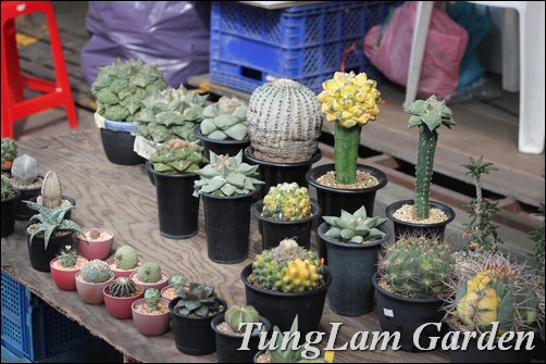 cây cảnh Thái Lan, sưu tầm cây cảnh, sưu tầm hoa cảnh, hoa chậu, hoa lan, Tử linh lan, Xương rồng, sen đá, cây không khí, cẩm cù, hoa cẩm cù cây cảnh Thái Lan, sưu tầm cây cảnh, sưu tầm hoa cảnh, hoa chậu, hoa lan, Tử linh lan, Xương rồng, sen đá, cây không khí, cẩm cù, hoa cẩm cù