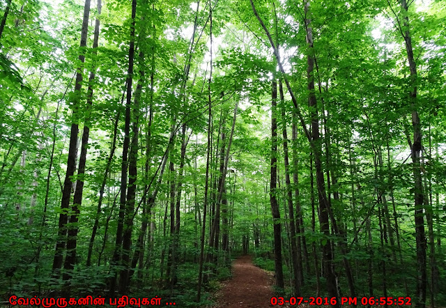 Wilson Trail - Hiking and Bird Watching