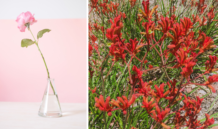 red kangaroo paw pink rose in vase