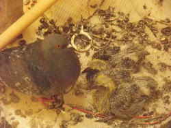 balcony birds journey