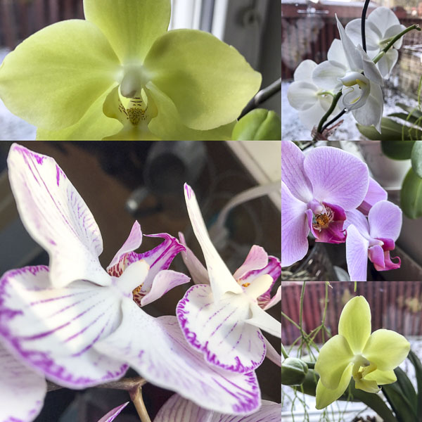Brudorkidé phaleanopsis Brudorkidé phaleanopsis