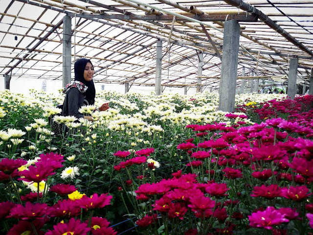 setiya aji flower farm bandungan setiya aji flower farm bandungan