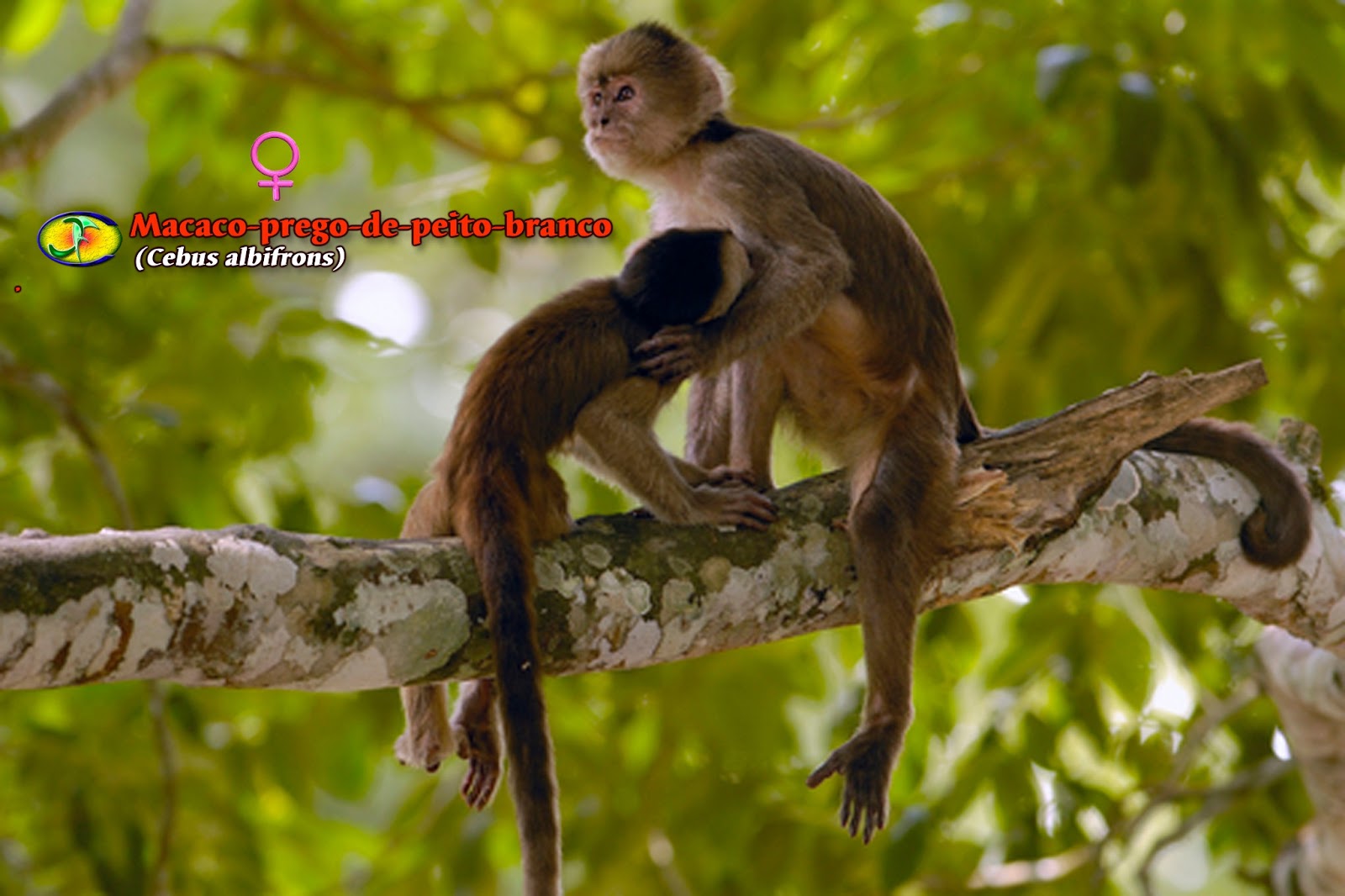 Raro macaco-prego albino é entregue ao Ibama no Pará