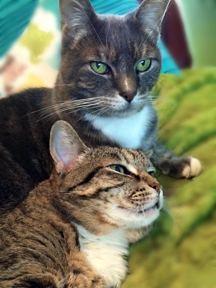 Vivian and Riley, two rescued cats in their forever home Adopting and introducing cats with fear aggression