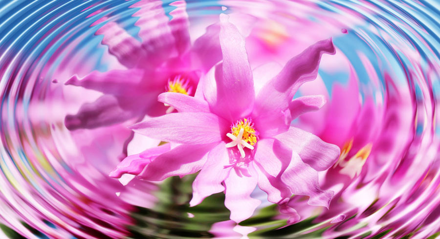 Test: ¿Qué esencia de flor necesita tu aura ahora mismo? Test: ¿Qué esencia de flor necesita tu aura ahora mismo?