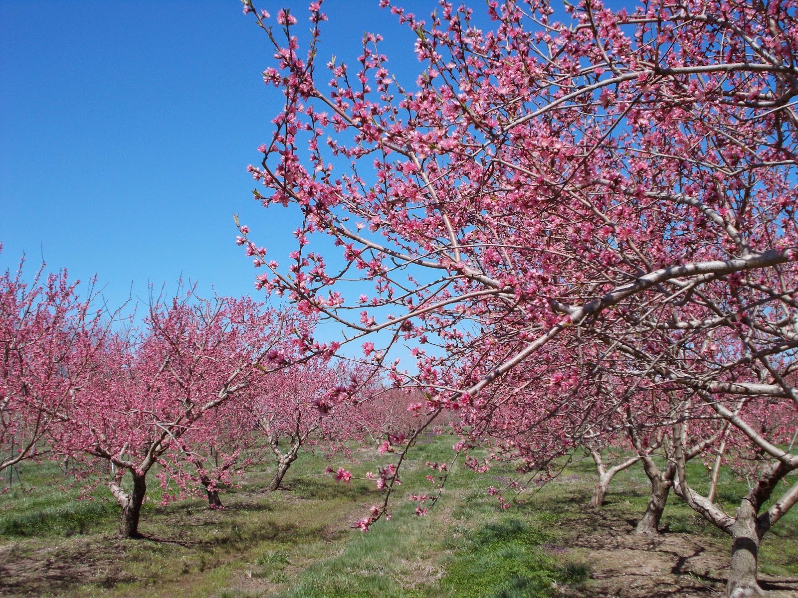 Brenda's Berries & Orchards Peach Trees in Full Bloom