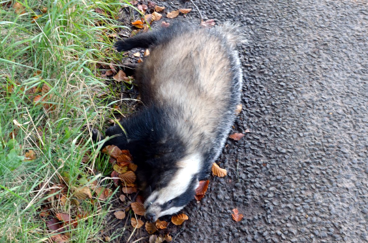 North Fife Badgers North Fife