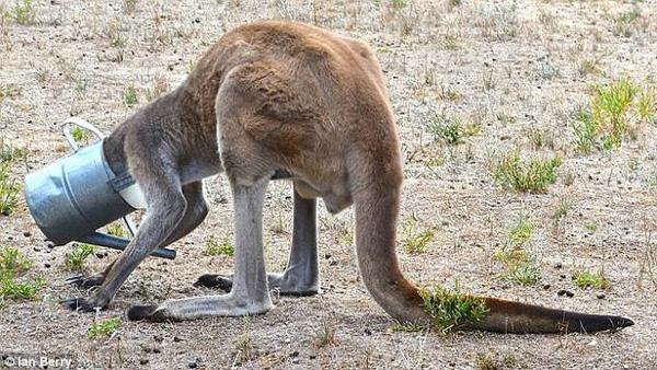 Hy hữu cảnh kangaroo bị kẹt đầu vào thùng nước