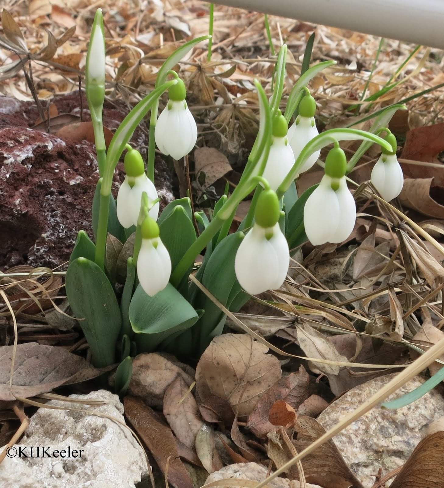 A Wandering Botanist Plant StorySnowdrops, Leading the Spring Flowers