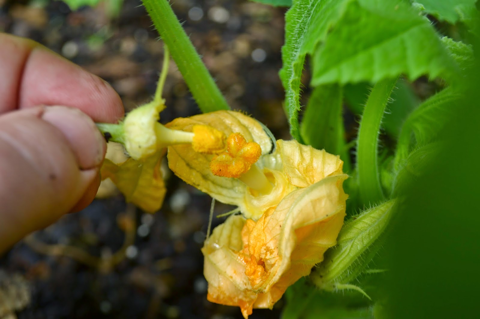 Искусственное опыление яблони. Пожелтение завязи у огурца. Мако пустоцвет. Опыляем вручную. Опыление арбузов в теплице.