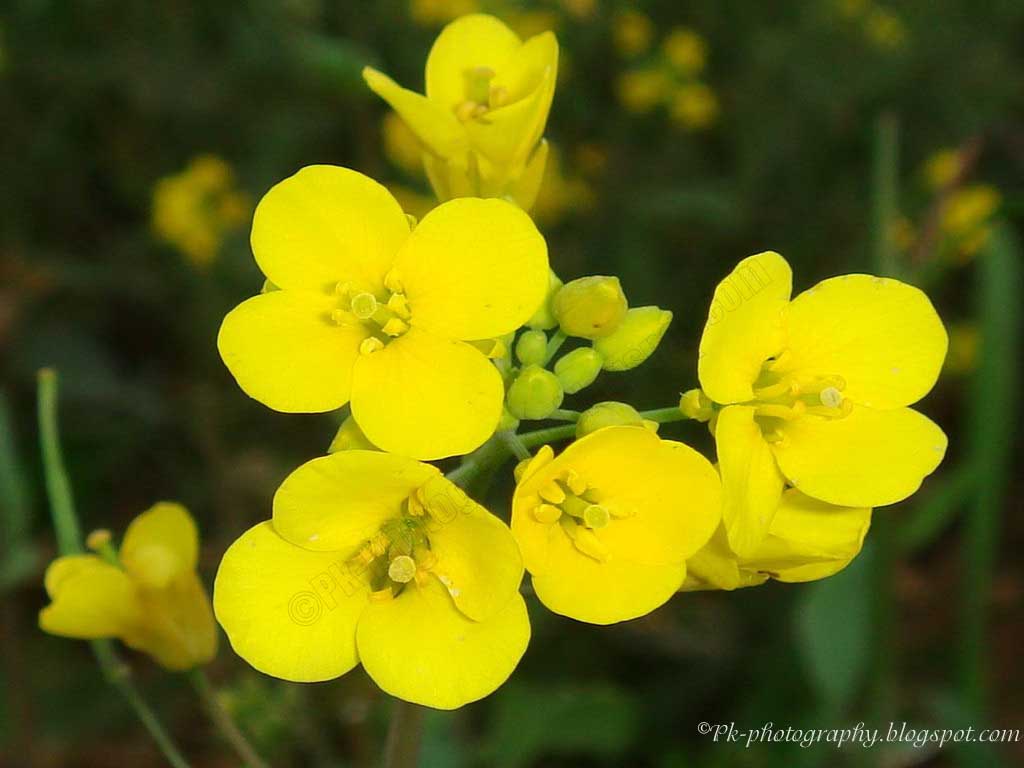 canola nature cultural and travel photography blog