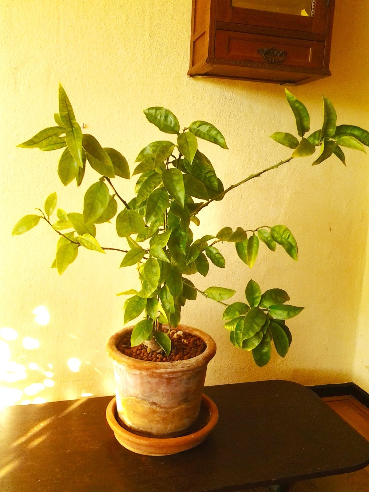 Stefans indoor garden blog