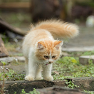 Cara Memandikan Kucing Yang Benar Dirumah Sendiri Cara Memandikan Kucing Yang Benar Dirumah Sendiri