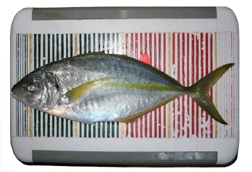 関西の船釣りで釣れる 竿とリール 南紀 シマアジ