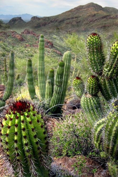 Organ Pipe Cactus NM (AZ)... I've been there; I camped there with my wife; it was exhilarating! Sadly, the threat from illegal boarder crossings and drug trafficking will forever prohibit my return. 