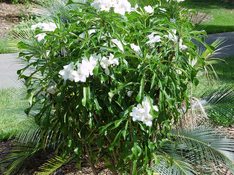 Frangipani ARUNACHALA LAND