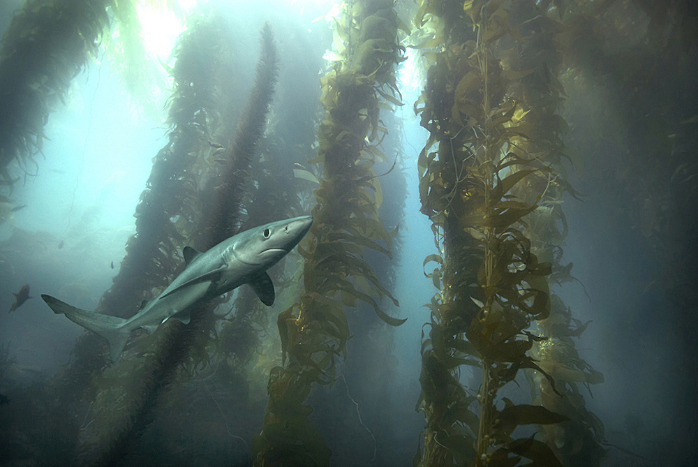 Kelp Forest