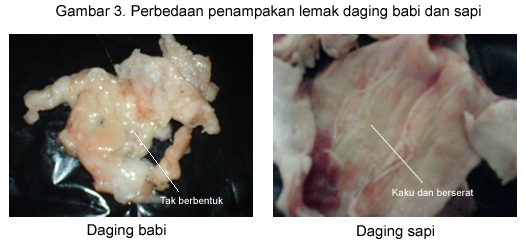 Tips Ampuh Membedakan Daging Sapi Segar Dengan Daging Babi, Wajib Tahu! Tips Ampuh Membedakan Daging Sapi Segar Dengan Daging Babi, Wajib Tahu!