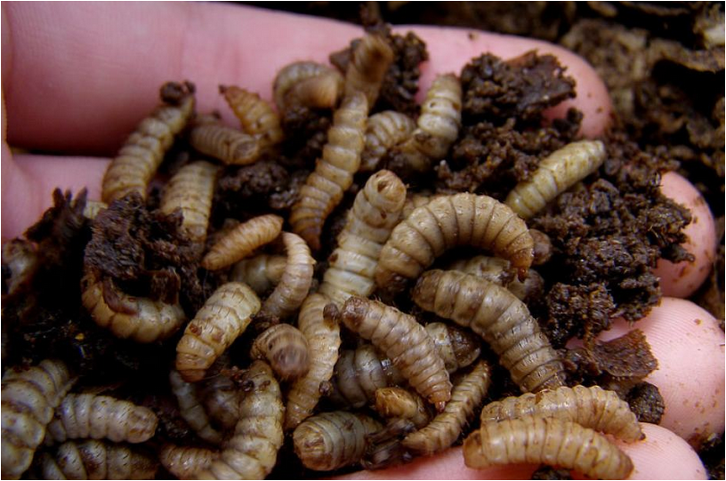 Maggots business in South Africa