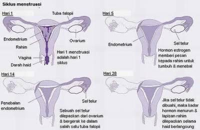 Membentuk... sel telur dan sperma peleburan sel antara akan Perbedaan Fertilisasi