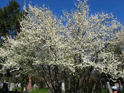American Plum Prunus americana spring blooms at Mount Pleasant Cemetery by garden muses--not another Toronto gardening blog